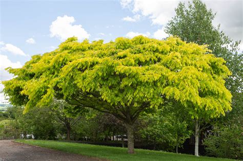 Zelkova serrata ‘Kiwi Sunset’